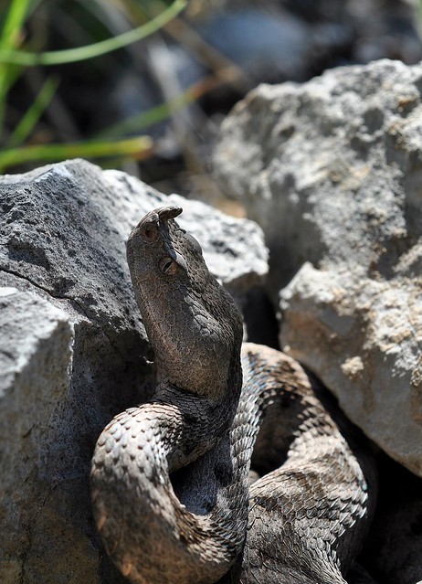 Herping in Carinthia, Austria... Update 2013 ;) 9198934277_73a167d381_z