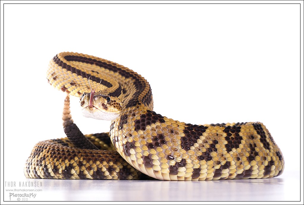 Pictures of various venomous species - Page 4 9501362213_48044d5a6a_b