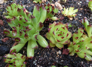 Sempervivum question  9030402843_06473ddab4_n