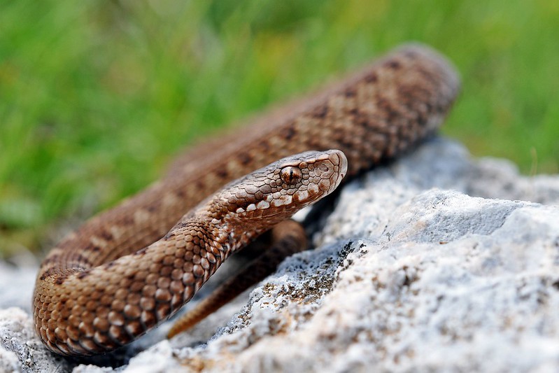 Vipera berus berus in Austria ... 2013 Update ;) - Page 2 9086749660_73a155447d_c