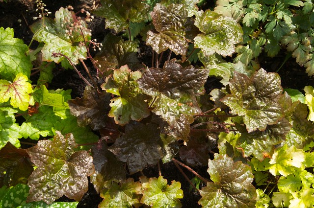 Heuchera Ebony and Ivory 9495319909_c4261a7383_z