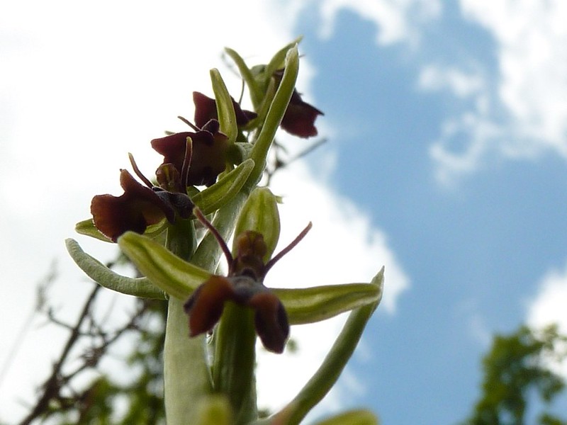 ophrys vus du sol 9222685479_d5bb7007fd_c