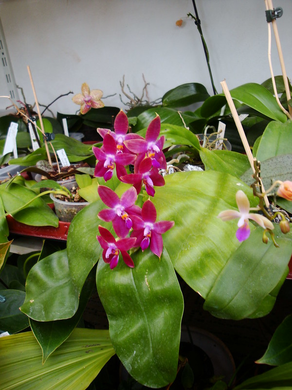 Phalaenopsis Princess Kaiulani (violacea x amboinensis) 9920973583_706ecf2558_c