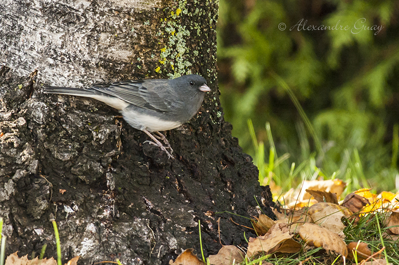 Les oiseaux de mes mangeoires  10277970853_3b8ecda6f8_o