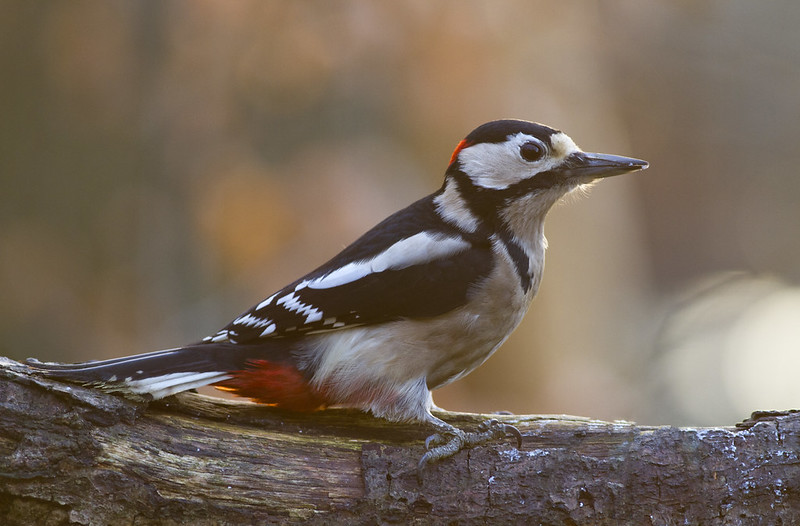 Vogels voeren en beloeren - Pagina 18 11364892055_673ccb4c6f_c