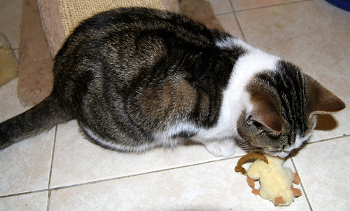 Garp, gatito blanco y pardo mimosón, nacido en Julio´13 busca hogar. Valencia. ADOPTADO. 11931070155_d01cb98caf