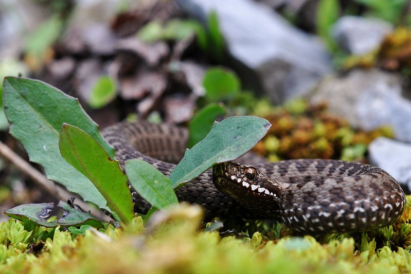 Vipera berus berus in Austria ... 2013 Update ;) - Page 2 9086721016_759729c746_c