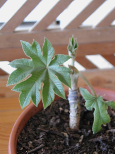 Tetrapanax papyrifera