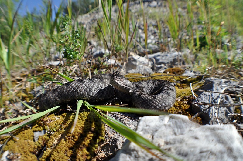 Herping in Carinthia, Austria... Update 2013 ;) 9201736674_c85f93ed2b_c