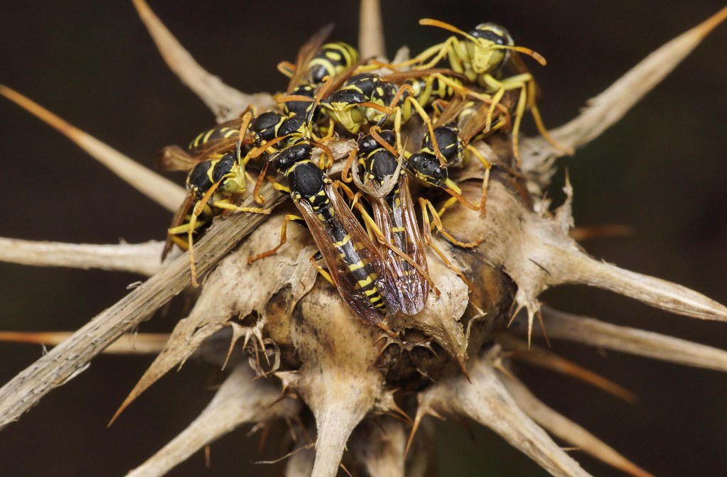 Avispa "Polistes bischoffi" 10123975065_a83a754190_b