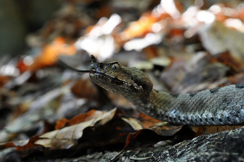 Herping in Carinthia, Austria... Update 2013 ;) 10265741283_a66d515e75_c