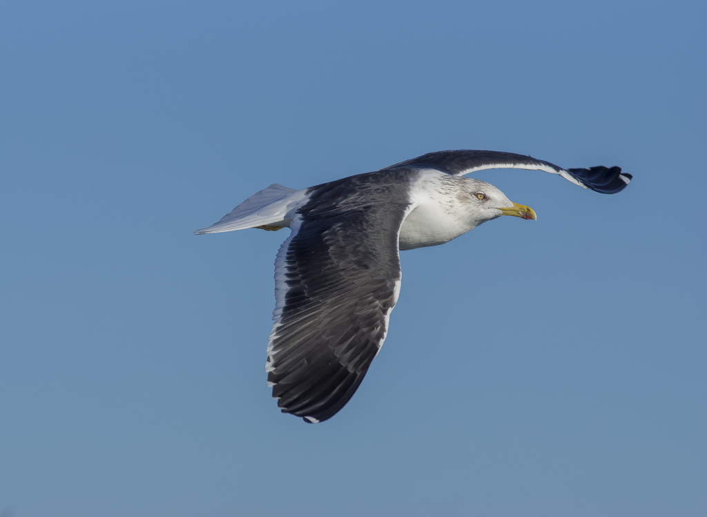 Gviota sombria "Larus fuscus" 12703246935_479b8a8c61_b