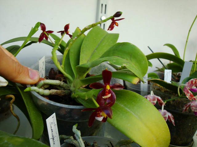 Phalaenopsis cornu-cervi var. chattaladae 9920777934_c10fe2a327_z