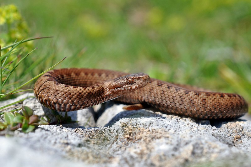 Vipera berus berus in Austria ... 2013 Update ;) - Page 2 9086703722_4d0fe329dd_c