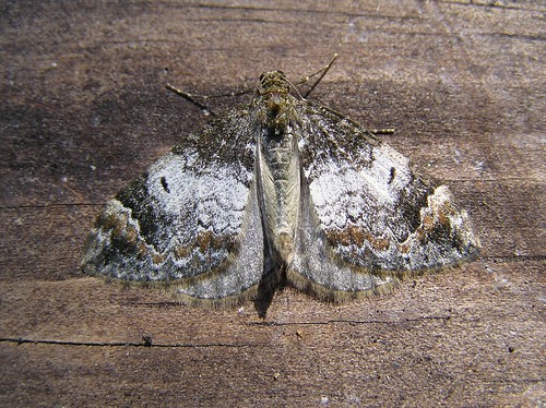 Chloroclysta truncata - La Cidarie roussâtre - The Common Marbled Carpet - 03/06/13