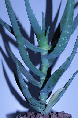 Aloe ngorobitensis 10668613693_52b6933c19
