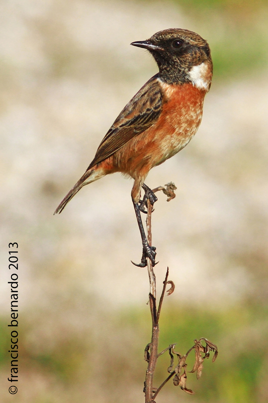 Cartaxo-comum (Saxicola torquatus)