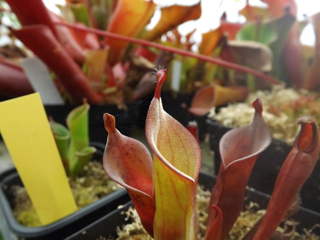 nouveau post sur les heliamphora  11649072535_6836e8a879_z