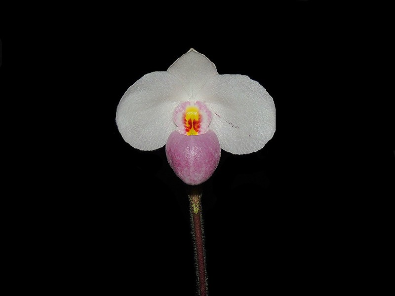 Paphiopedilum delenatii 12858829315_817ff623e3_c