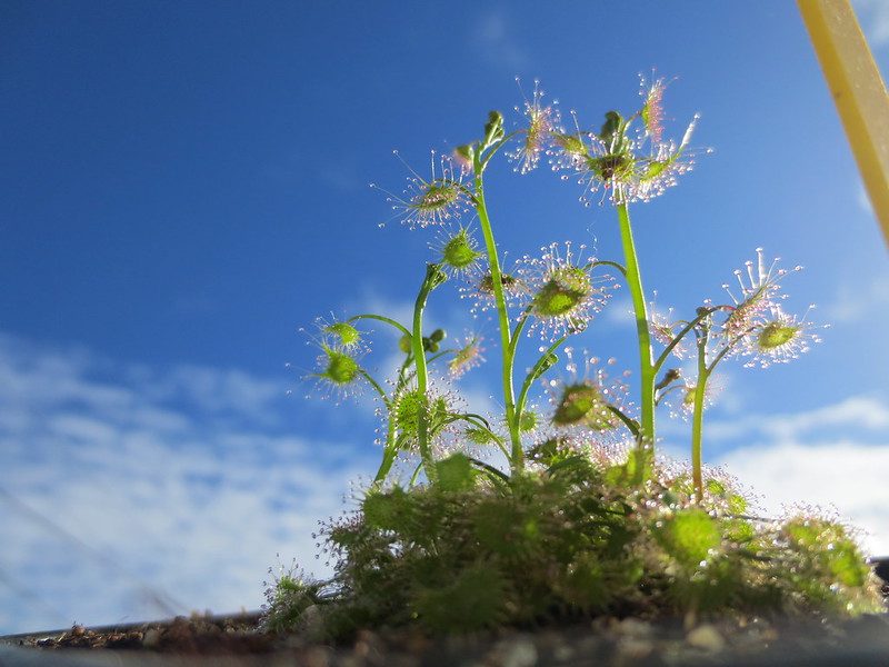 Plantas.werds.2012-2013 - Página 4 12370467523_bb77a5eb34_c