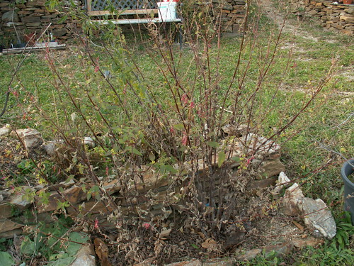 Salvia elegans