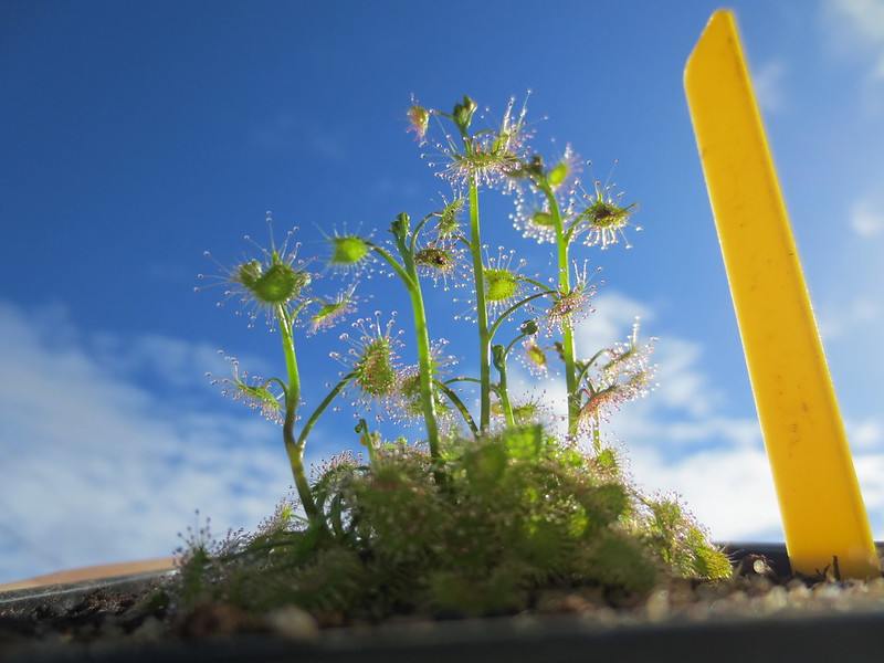 Plantas.werds.2012-2013 - Página 4 12370446673_6b30446460_c