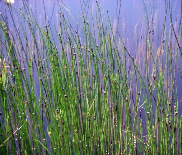 Equisetum fluviatile 12987841193_734b78942c_o