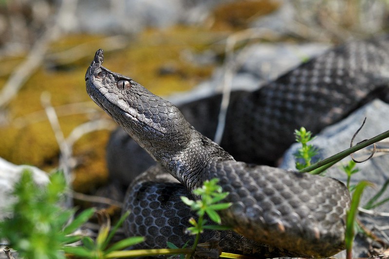 Herping in Carinthia, Austria... Update 2013 ;) 9198947785_32eef910c4_c