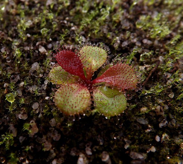 Les drosera tubereux  10871868573_7ca6be1574_z