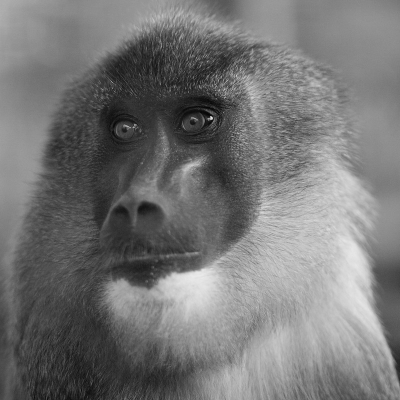 Portraits de singes 10531442495_5512d8d1c9_c