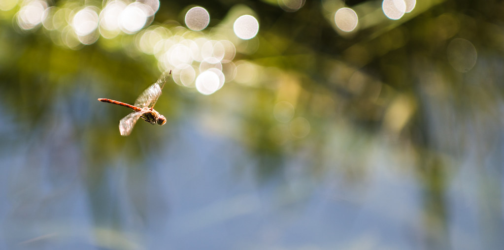 Dragonfly in flight 9757459716_c11e09db6e_b