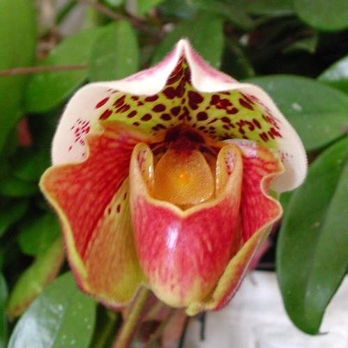 Paphiopedilum