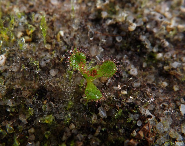 Drosera tubereux   10878117406_cceac7a28b_z