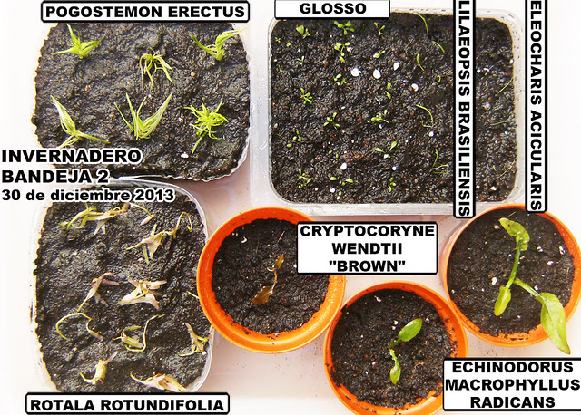 Cultivo Emergido. Primer Intento (necesito Ayuda). - Página 2 11684036523_d60c383ecb_z