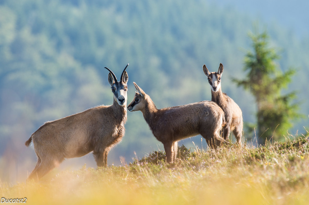 Les chamois du matin (Pentax K5IIs ) 9517137986_177d5d3d7c_b