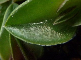 Callisia navicularis (= Tradescantia navicularis) 10418634623_28c53f35b3_n