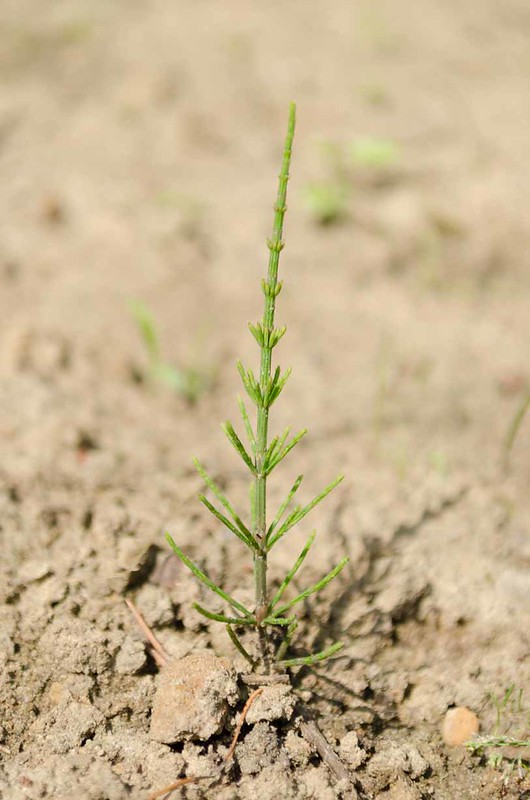 Pousse de conifère?   équisetum  arvense ""la prêle des champs 9226582098_6d9349ec61_c