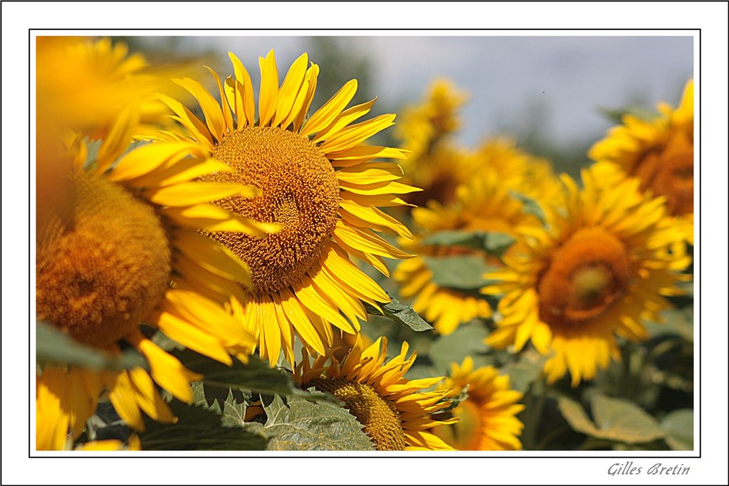 Poétiques tournesols + modifs 9396998171_70e862ae99_b