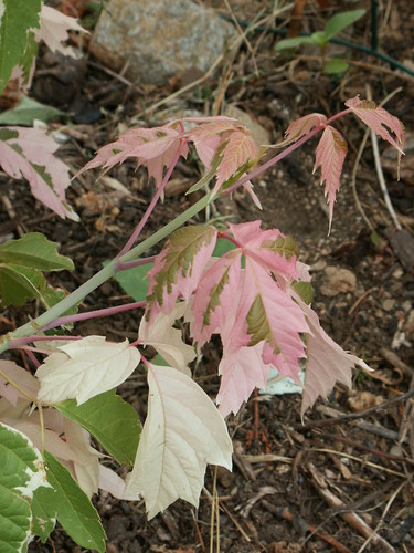 Acer negundo flamingo