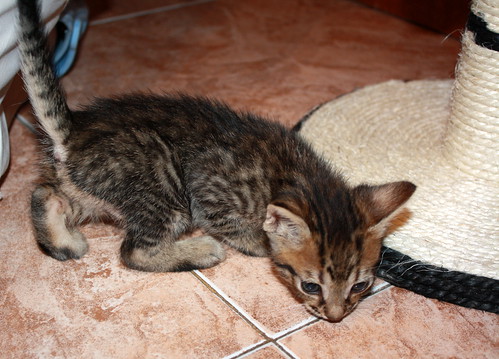 Caruso, gatito atigrado pardo nacido en Septiembre´13 en adopción. Valencia. ADOPTADO. 10492351503_0beeaa7666