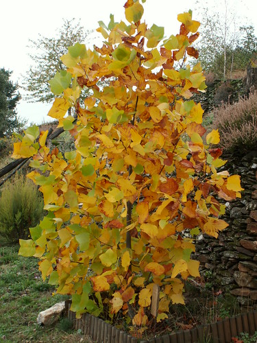 Liriodendron tulipifera