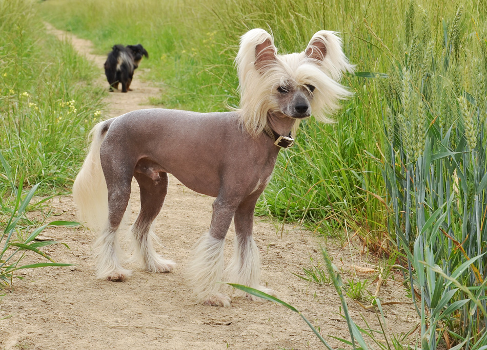 Joyeuse petite troupe de Chiens Chinois : Chuck, Raya et compagnie… - Page 3 9694379788_5c1ec61467_o