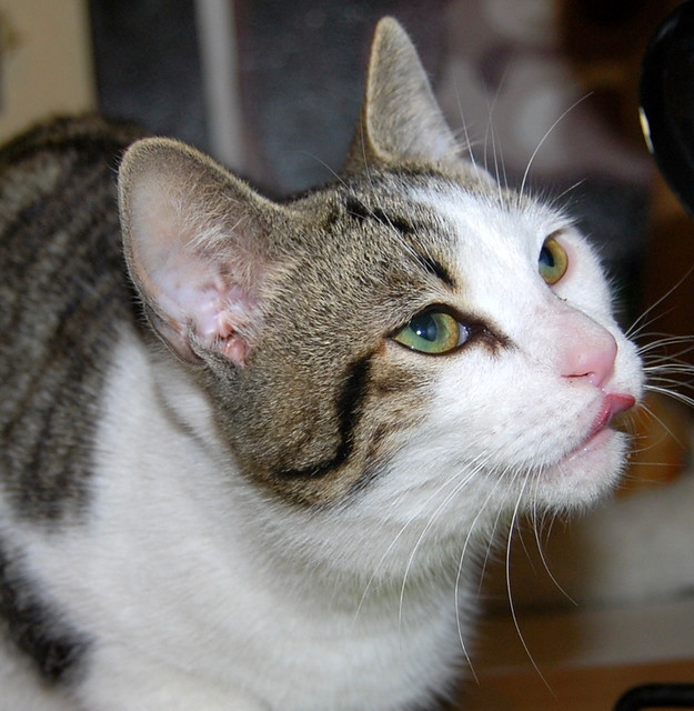 Garp, gatito blanco y pardo mimosón, nacido en Julio´13 busca hogar. Valencia. ADOPTADO. 11931074325_ffefd9f26d_z