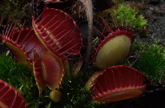 Quelques une de mes dionaea   - Page 2 10965817136_57af819746_z