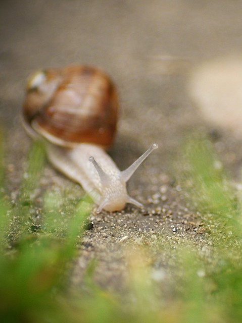 La météo de l'escargot 9214859788_0452951f48_z