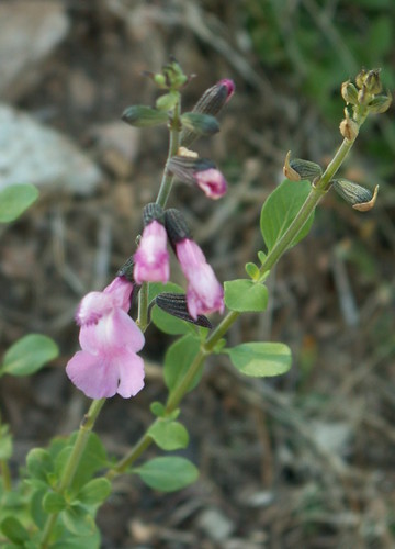 Salvia navajo 'Pink'