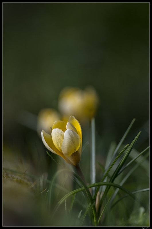 Arrivée du printemps 12723234534_5ec25bc797_o