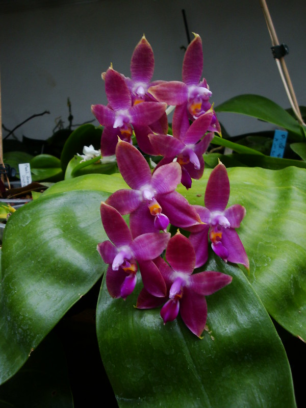 Phalaenopsis Princess Kaiulani (violacea x amboinensis) 10016378346_62a4bc190d_c