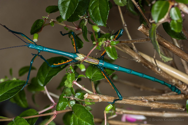 Achrioptera fallax - bright blue phasmids 8913057518_d522f34428_z