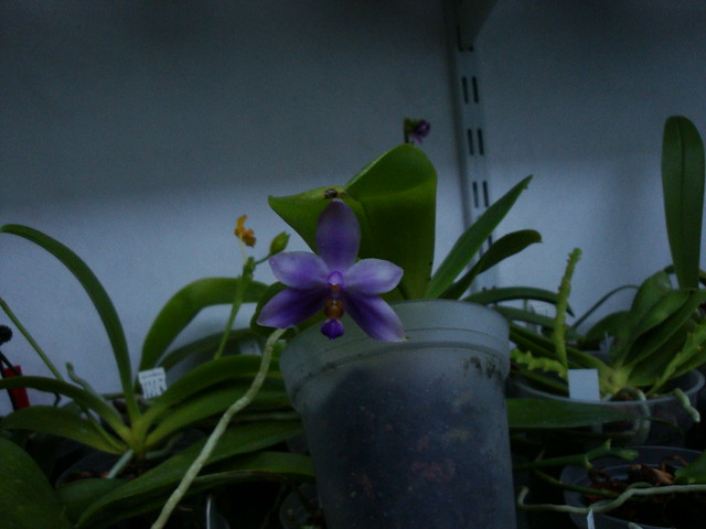 Phalaenopsis violacea var. coerulea 10016301544_370260fd83_z